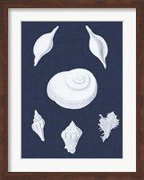 Coquillages Blancs IV Fine Art Print