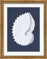 Coquillages Blancs V Fine Art Print