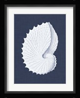 Coquillages Blancs V Fine Art Print