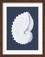 Coquillages Blancs V Fine Art Print