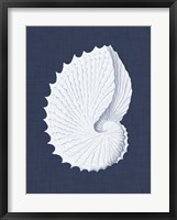 Coquillages Blancs V Framed Print