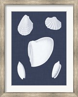 Coquillages Blancs VI Fine Art Print