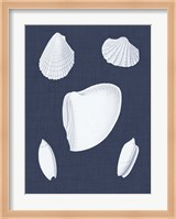 Coquillages Blancs VI Fine Art Print