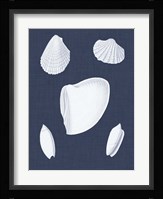 Coquillages Blancs VI Fine Art Print
