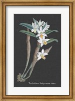 Orchid on Slate I Fine Art Print
