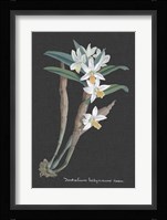Orchid on Slate I Fine Art Print