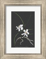Orchid on Slate II Fine Art Print