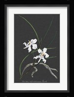 Orchid on Slate II Fine Art Print