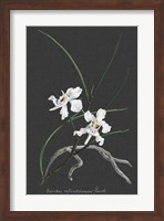Orchid on Slate II Fine Art Print