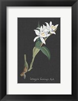 Orchid on Slate III Fine Art Print