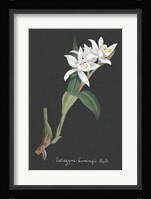 Orchid on Slate III Fine Art Print