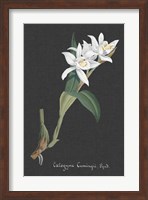 Orchid on Slate III Fine Art Print