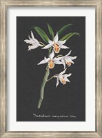 Orchid on Slate IV Fine Art Print