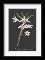 Orchid on Slate IV Fine Art Print