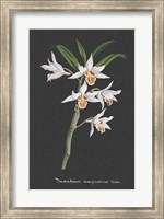 Orchid on Slate IV Fine Art Print
