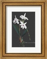 Orchid on Slate V Fine Art Print
