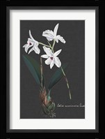 Orchid on Slate V Fine Art Print