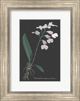 Orchid on Slate VI Fine Art Print