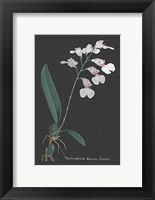 Orchid on Slate VI Fine Art Print