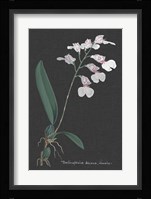 Orchid on Slate VI Fine Art Print