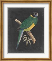 Dramatic Parrots I Fine Art Print