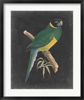 Dramatic Parrots I Fine Art Print