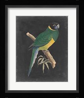 Dramatic Parrots I Fine Art Print