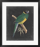 Dramatic Parrots I Framed Print