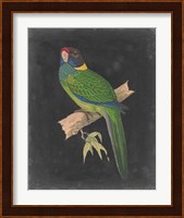Dramatic Parrots II Fine Art Print