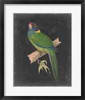 Dramatic Parrots II Framed Print