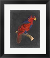 Dramatic Parrots III Fine Art Print