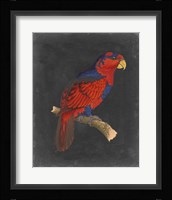 Dramatic Parrots III Fine Art Print