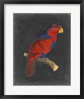 Dramatic Parrots III Framed Print