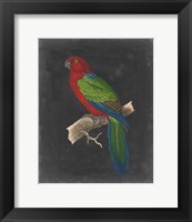 Dramatic Parrots IV Fine Art Print