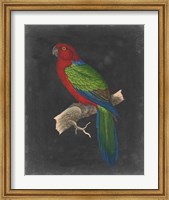 Dramatic Parrots IV Fine Art Print
