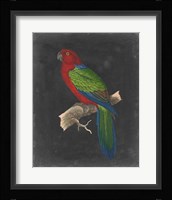 Dramatic Parrots IV Fine Art Print