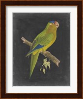 Dramatic Parrots V Fine Art Print