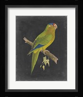 Dramatic Parrots V Fine Art Print