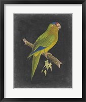 Dramatic Parrots V Framed Print