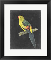 Dramatic Parrots VI Fine Art Print