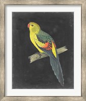 Dramatic Parrots VI Fine Art Print