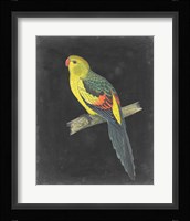 Dramatic Parrots VI Fine Art Print