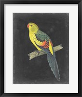 Dramatic Parrots VI Fine Art Print