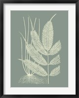 Ferns on Sage II Fine Art Print