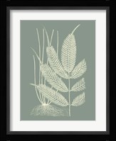 Ferns on Sage II Fine Art Print