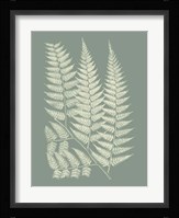 Ferns on Sage III Fine Art Print
