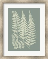 Ferns on Sage III Fine Art Print