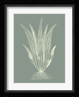 Ferns on Sage IV Fine Art Print