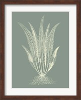 Ferns on Sage IV Fine Art Print