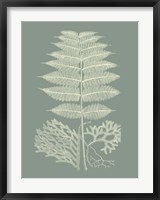 Ferns on Sage V Fine Art Print
